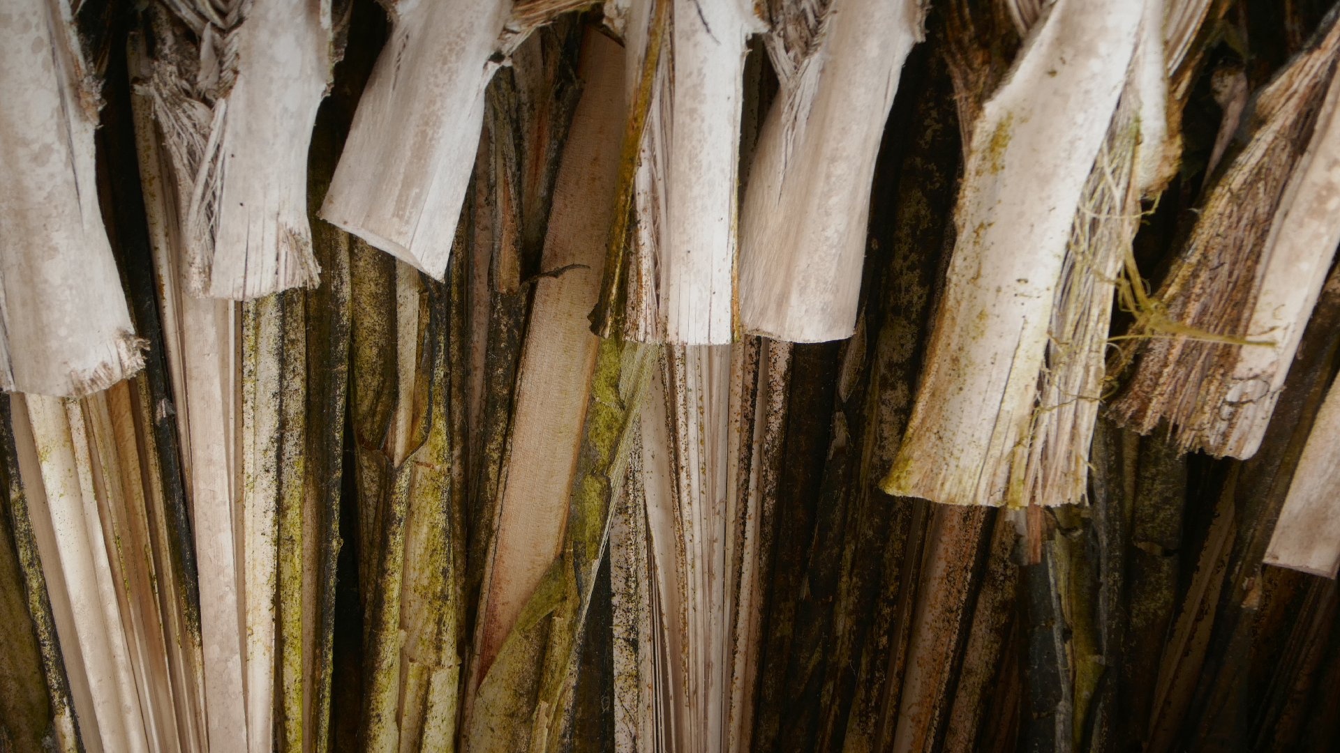 2022-10-29 13 Uhr 27 Playa Kalki (Foto, Video)